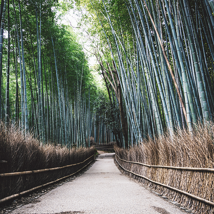 京都の見どころ：季節で表情が変わる嵐山・高雄エリア