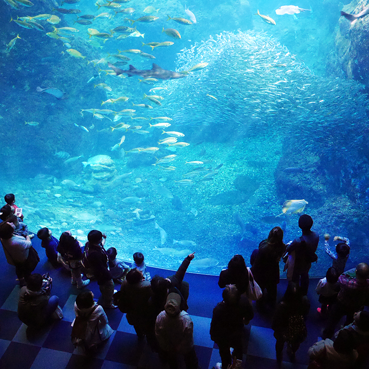 神奈川の見どころ：大人も子供も楽しい！新江ノ島水族館