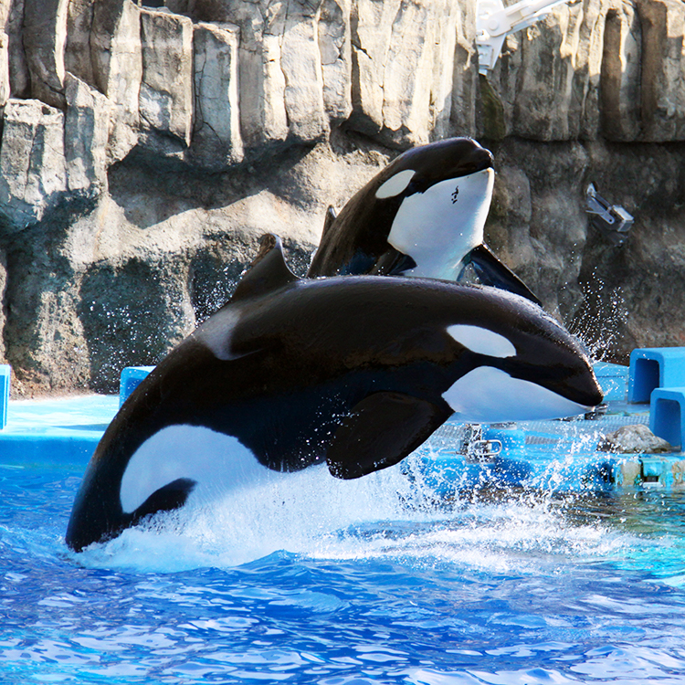 愛知の見どころ：可愛いシャチに会える名古屋港水族館