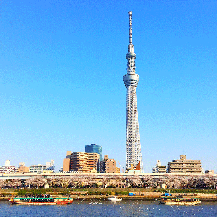 東京の見どころ：東京スカイツリーから絶景を