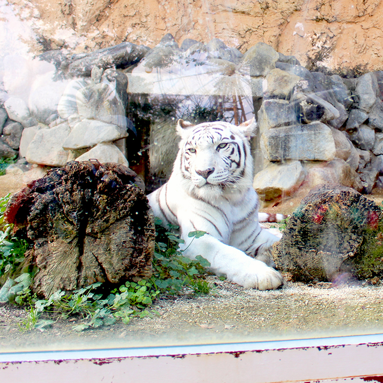 埼玉の見どころ：動物園も遊園地も！東武動物公園